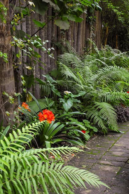 Clivia miniata florece con elegancia en patios luminosos sin sol directo