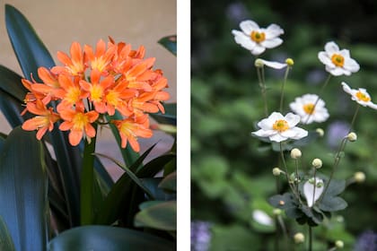 Clivia miniata y anémona japónica, dos especies que desafían la idea de que solo el sol trae flores