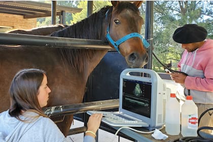 La industria equina genera más de 500 mil puestos de trabajo directos e indirectos.