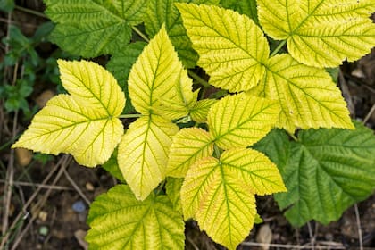 Clorosis por la falta de nutrientes