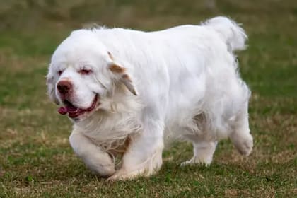 Clumber Spaniel es una de las razas menos comuner de ver (Foto Unsplash)