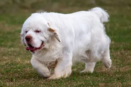 Clumber Spaniel es una de las razas menos comuner de ver  (Foto Unsplash)