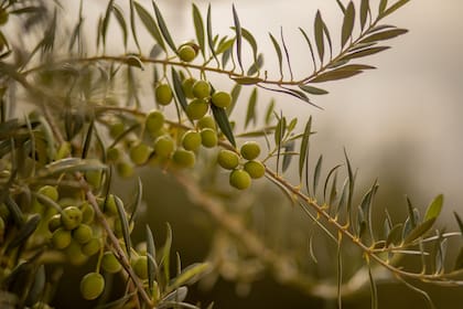 Clusellas contó el impacto de la quita de subsidios y la manera que modificó la ecuación de costos: “En mi caso pagaba US$400.000 por año y ahora pago US$1 millón, sin IVA”