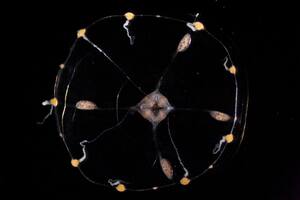 Logran “leer la mente” de una medusa tras modificarla genéticamente