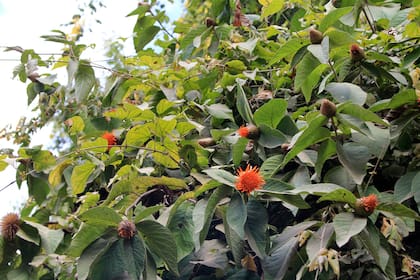 Cnicothamnus lorentzii, un arbusto con flores naranjas que parecen flotar