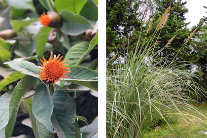 Cnicothamnus lorentzii y Paspalum haumanii, dos arbustos que florecen en otoño y son muy fáciles de cultivar