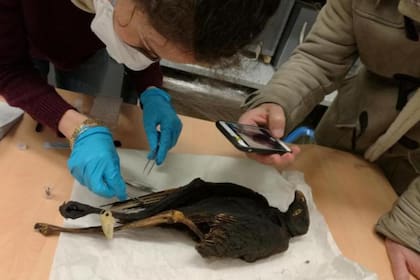 Hasta ahora, no estaba claro si todas las aves momificadas eran criadas en cautiverio o o eran capturadas en la naturaleza