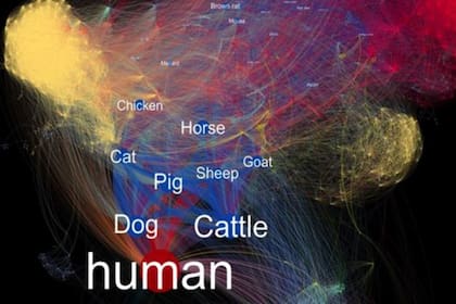 En esta visualización de datos creada por Maya Wardeh, cada línea representa una enfermedad compartida entre más de una especie. 