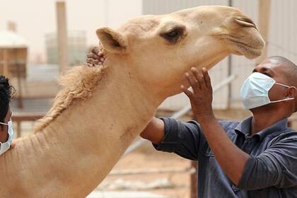 Los camellos pueden albergar el coronavirus MERS. 