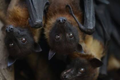 Varias enfermedades humanas nuevas, incluido el coronavirus y el mortal virus de Nipah, se han originado en murciélagos. 