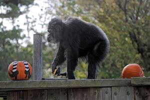 Murió el chimpancé más viejo de EE.UU. en el zoológico de San Francisco