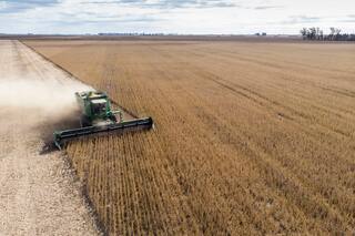 El abecé para los cultivos de segunda en el sudeste bonaerense