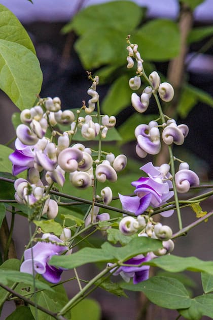 Cochliasanthus caracalla, una trepadora con flores que parecen diseñadas en 3D