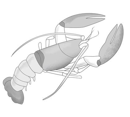 Langostas recién salidas del mar, como sólo se pueden disfrutar en el Caribe