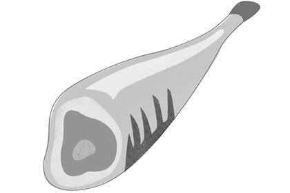 "No deje de probar todas las veces que pueda los mejores jamones ibéricos, el Joselito por ejemplo, las croquetas de la maquina de Jorge Juan, el ciervo en Horcher, una buena merluza o un rape frescos."