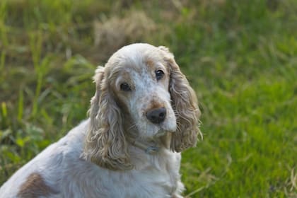 Cocker Spaniel Inglés