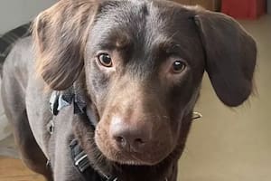 La dura historia de Coco, el perro alcohólico de Reino Unido que fue tratado por su adicción