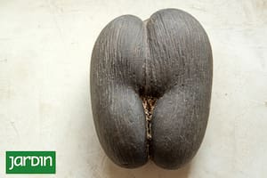 La semilla más grande del mundo pesa 30 kilos y se vende a 500 euros cada una