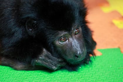 Coco, el mono carayá rescatado del maltrato en Belgrano