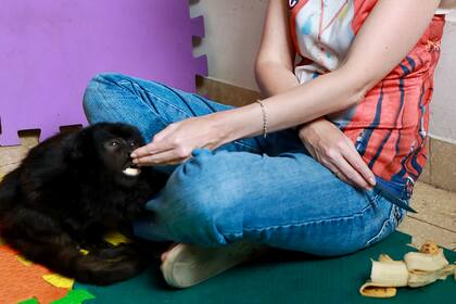Coco, el mono carayá rescatado del maltrato en Belgrano, con su cuidadora