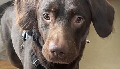Coco, el perro que recibió un tratamiento para superar el alcoholismo en Estados Unidos