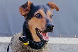 El perro “Coco” recupera hoy su libertad y viajará a Córdoba con su dueño