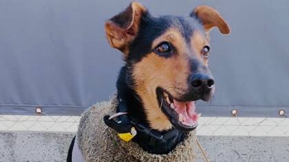 Coco tiene un año y medio