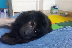 Coco ya no podrá volver a su hábitat natural, está condenado de por vida a depender de los humanos.