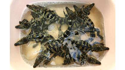 Cocodrilos recién nacidos en la granja de Sriracha