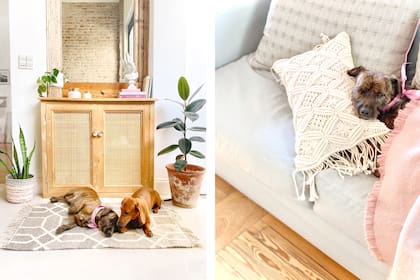 Cocoliche y Pascualina son parte de la familia y dos celebridades entre los seguidores de Don Terrenal.