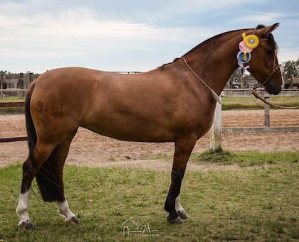 “Coe Guayaca” cuando fue Reservada Gran Campeón Expo Salto 2021