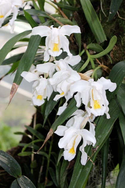 Coelogyne cristata crece bien colgada bajo techos, atada a cortezas o en macetas de barro
