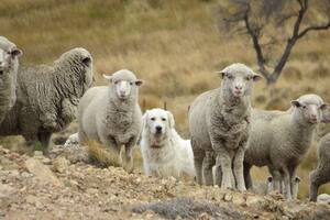 Los perros que cuidan ganado y, a la vez, protegen a felinos silvestres en campos argentinos