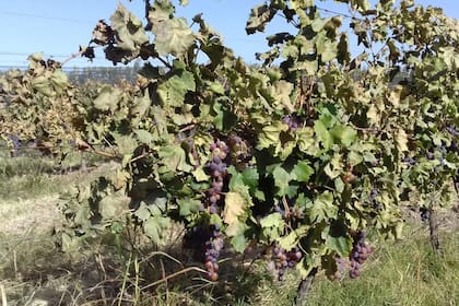 Coinciden en la necesidad de profundizar políticas públicas que fortalezcan el cooperativismo