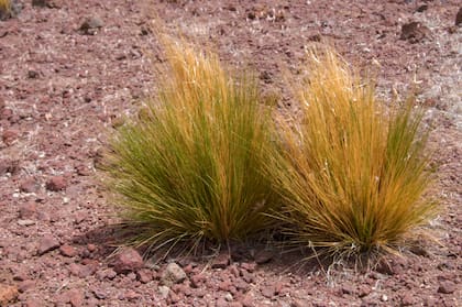 Coirones, una de las especies nativas de Bariloche.