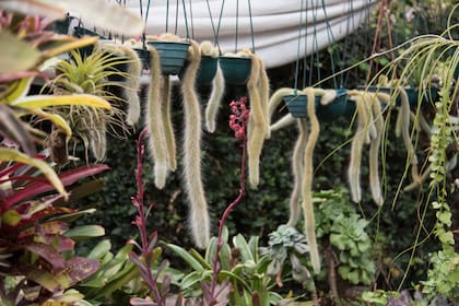 "Cola de mono" así se las conoce a estas plantas singulares