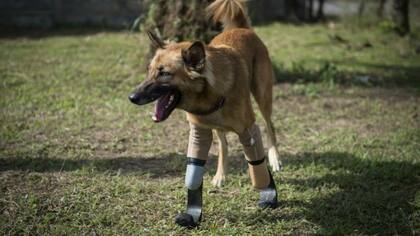Cola pasea por un jardín
