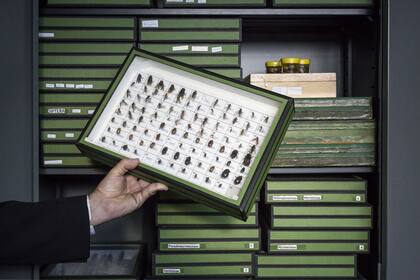 Parte de la colección de entomología, una de las más importantes de Argentina 