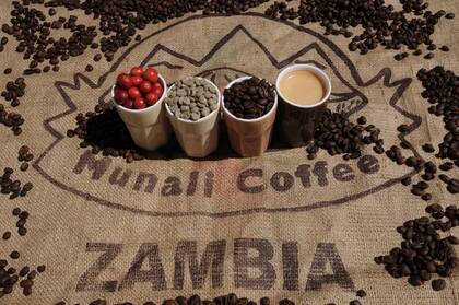 Zambia, en Africa es uno de los países productores de la franja del café alrededor del mundo