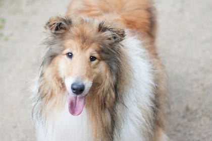Collie de pelo largo