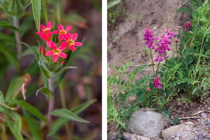 Collomia biflora (izq.) y Vicia nigricans (der.)
