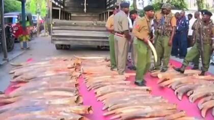 Colmillos de elefante para comercializar