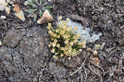 Colobanthus quitensis, clavel antártico