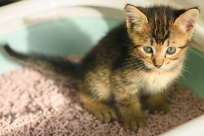 Coloca la caja con arena del gato lejos de la cocina o la despensa