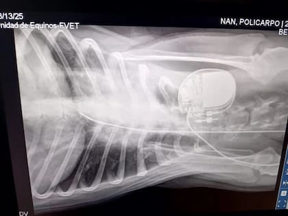 Colocación de un marcapasos a un perro en la Facultad de Veterinaria.
Foto: FVET.