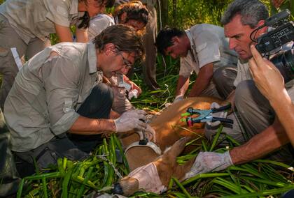 Colocación del collar satelital