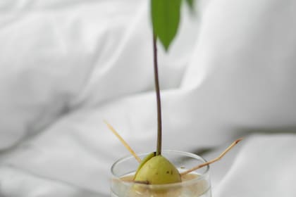 Colocar el carozo en un vaso con los palillos sosteniéndolo, y llenar el vaso con agua hasta cubrir la mitad de la semilla