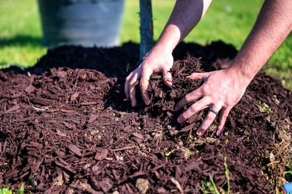 Colocar mulching sobre las raíces ayuda a proteger las plantas de las bajas temperaturas durante el invierno