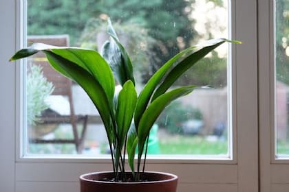 Colocar plantas cerca de las ventanas como barreras del sol