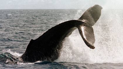 Colocaron cámaras en los lomos de las ballenas y descubrieron hábitos asombrosos